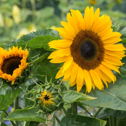 Picture of Helianthus (Sunflower) - Ronnie Orange F1